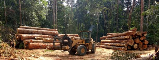 How Our Tree Care Process Works  in  Las Palmas Ii, TX