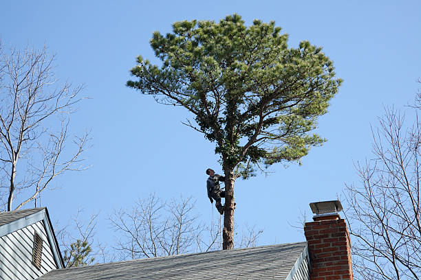 Best Tree Maintenance Programs  in Las Palmas Ii, TX