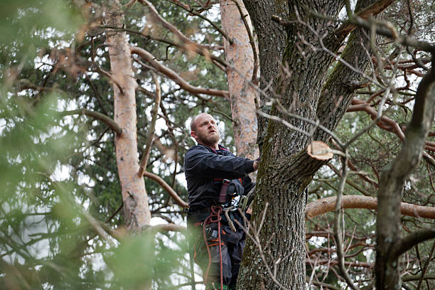 Best Tree Risk Assessment  in Las Palmas Ii, TX