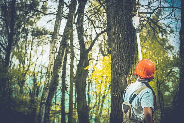 Reliable Las Palmas Ii, TX Tree Care Solutions